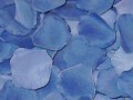 Silk Rose Petals - Blue