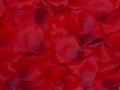 Silk Rose Petals - Burgundy