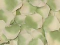 Silk Rose Petals - Ivory w/ green