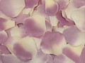 Silk Rose Petals - Ivory w/ lavender