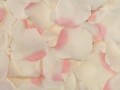 Silk Rose Petals - Ivory w/ pink