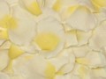 Silk Rose Petals - Ivory w/ yellow