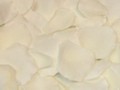 Silk Rose Petals - Ivory