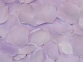 Silk Rose Petals - Lavender