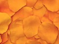 Silk Rose Petals - Orange