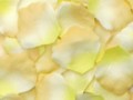 Silk Rose Petals - Peach