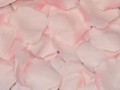 Silk Rose Petals - Pink