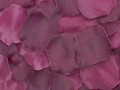 Silk Rose Petals - Plum