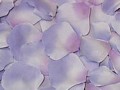 Silk Rose Petals - Purple/Lavender