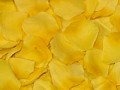 Silk Rose Petals - Yellow